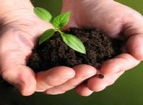 “Compostable” Plastic